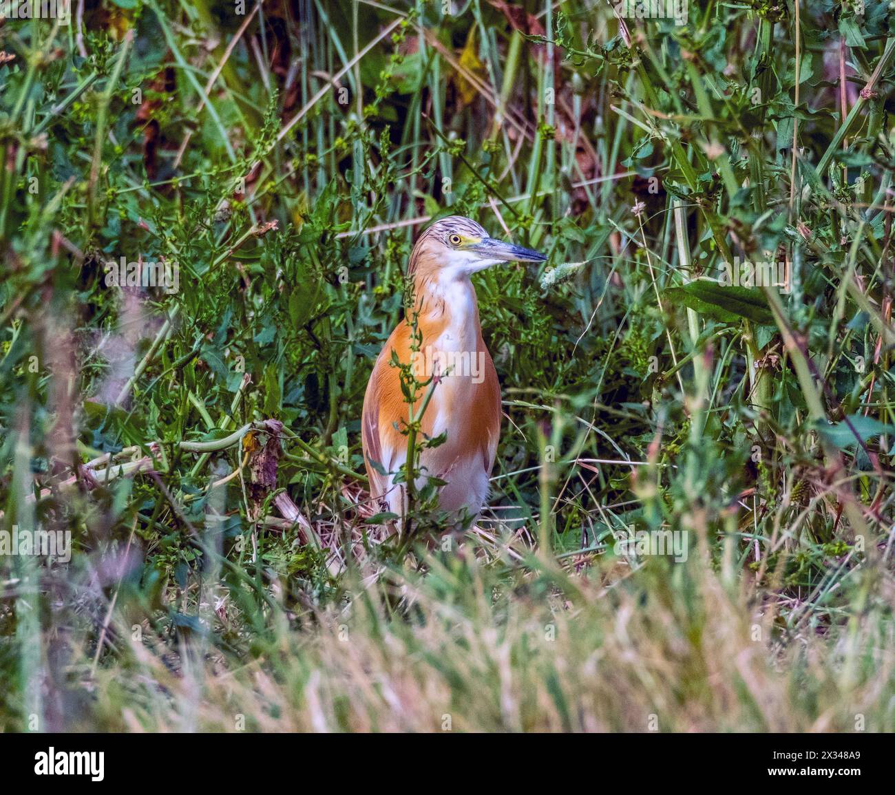 Räucherreiher (Ardeola ralloides), Agia Vavara, Zypern. Stockfoto