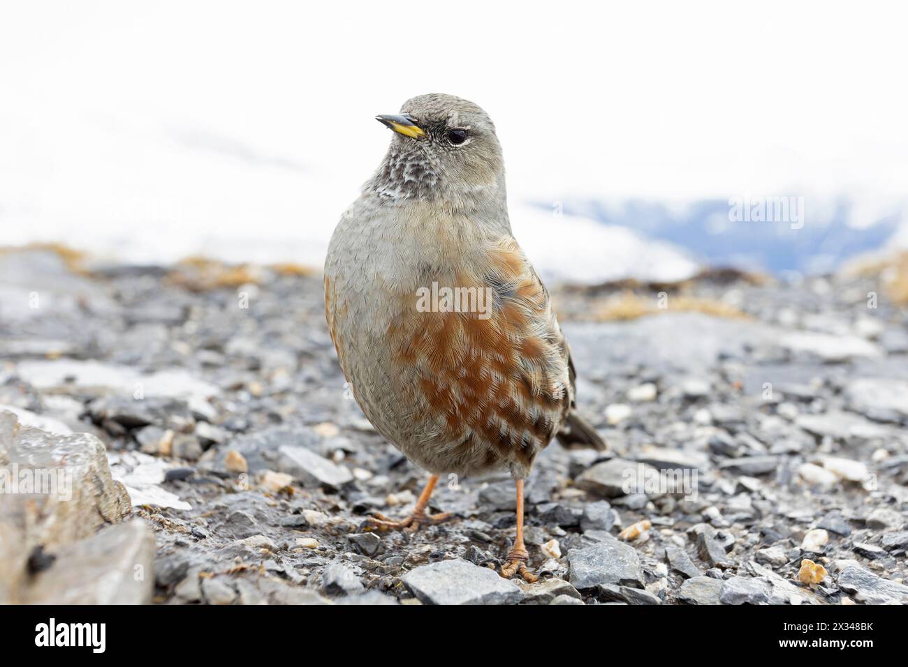 Alpine accentor (Prunella collaris) mit Weitwinkelobjektiv fotografiert. Stockfoto