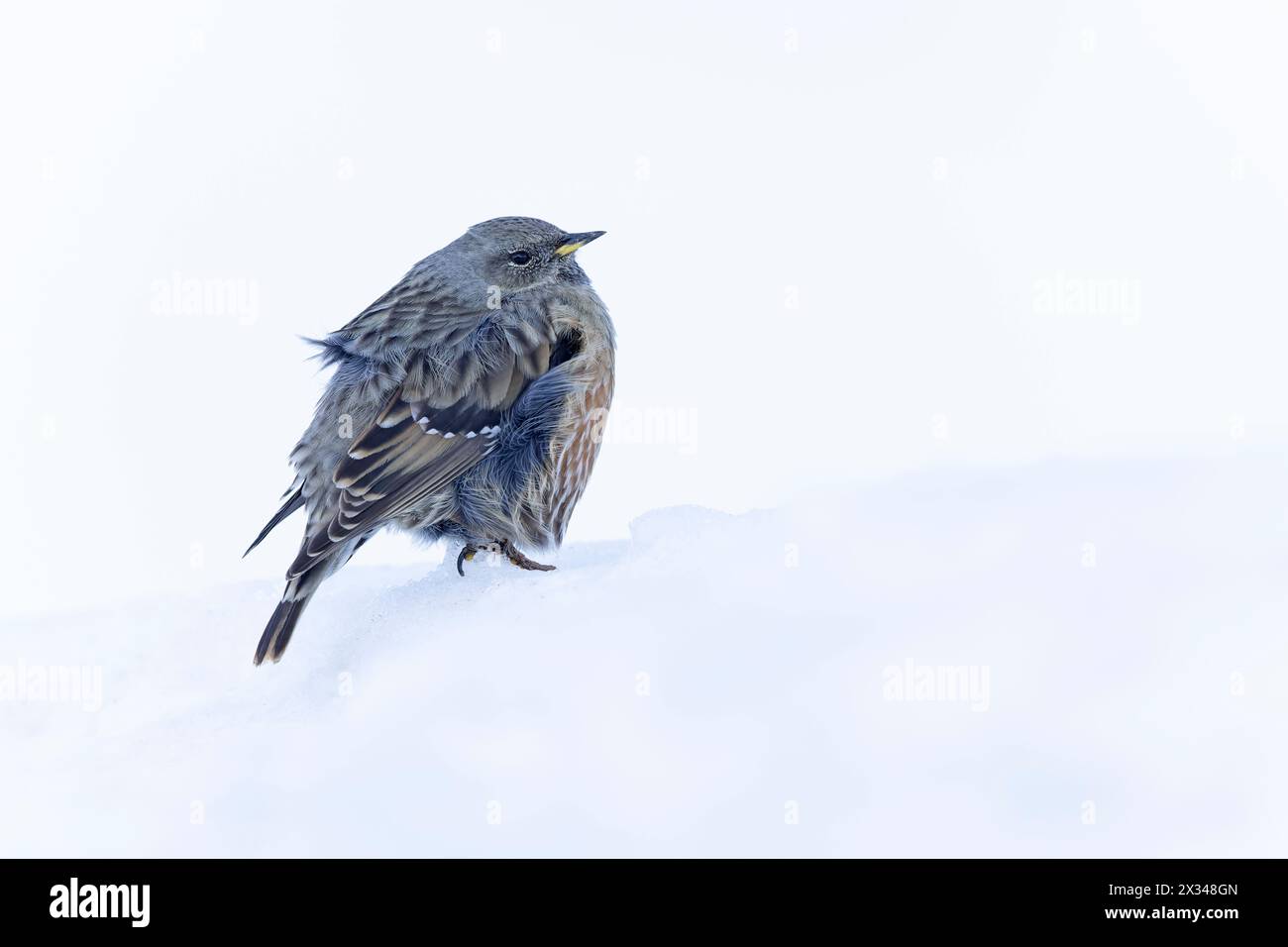 alpenakzentor (Prunella collaris) im Schnee. Stockfoto