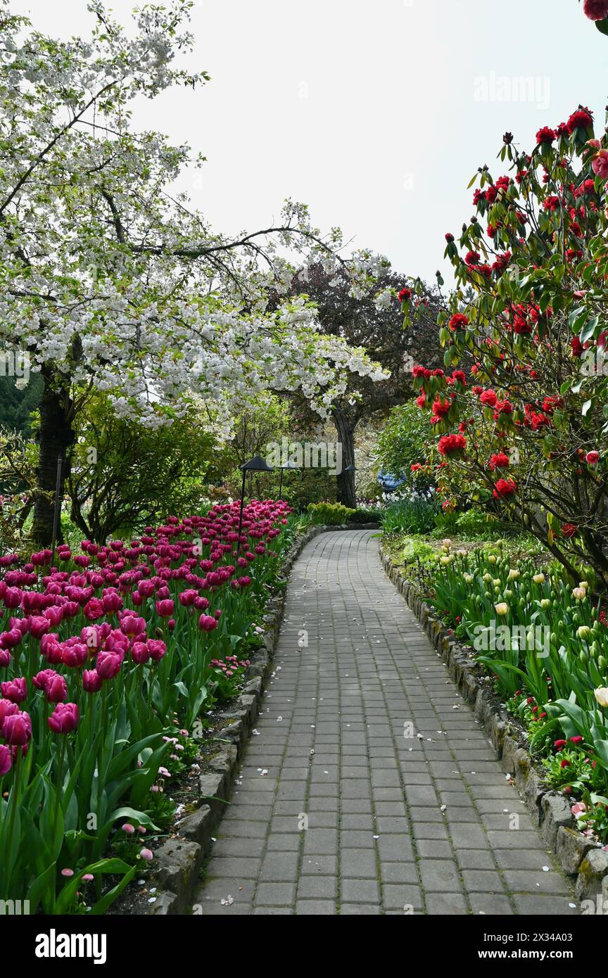 Frühlingsblumen in voller Blüte in den wunderschönen Gärten von Butchart zeigen Massenanpflanzungen von Schönheit in der Natur Stockfoto