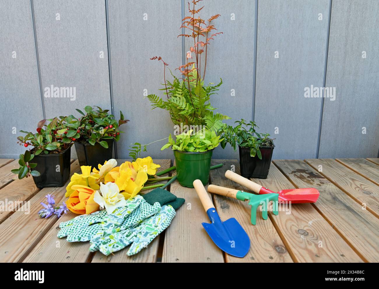 Frühlingsgarten-Topfbank mit Gartengeräten für die Reinigung von Gartenarbeiten. Stockfoto