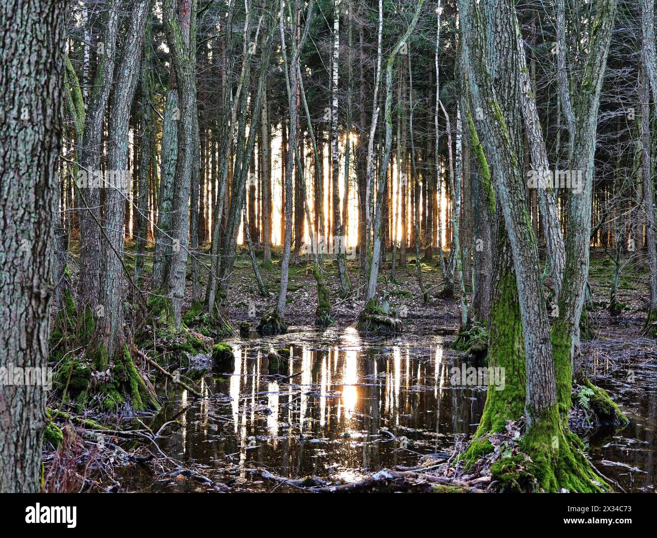 Waldgebiete mit Reflexionen in Wasserflächen von Mooren im Ketelshagen-Waldgebiet auf der Insel Rügen. Stockfoto