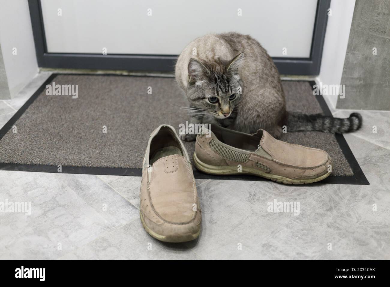 Hauskatze schnüffelt beige Schuhe kommen Gast auf Matte im Flur Stockfoto