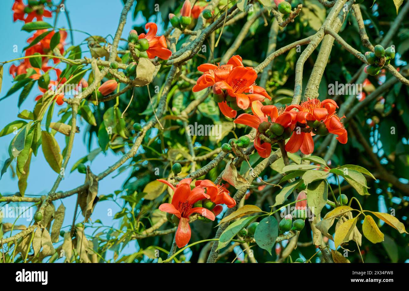 Blumen des Seidenbaumbaums Stockfoto