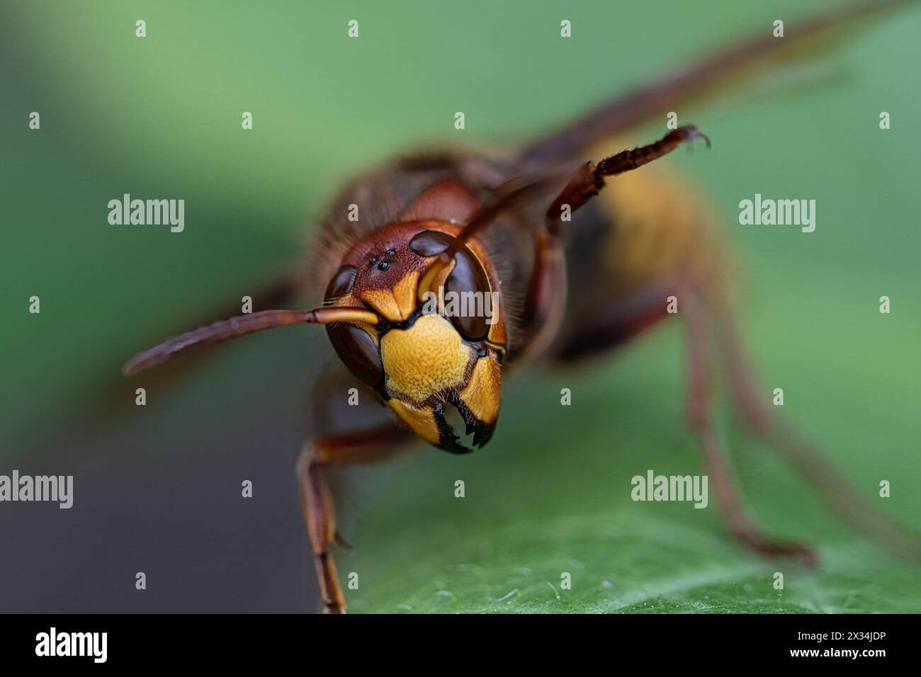 Makro en face Low Engle View of Riesen Hornet (Vespa crabro), horizontal Stockfoto