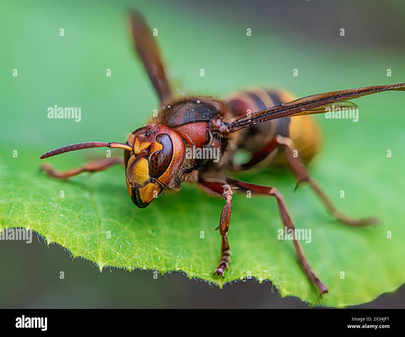Makro en face Low Engle View of Riesen Hornet (Vespa crabro), horizontal Stockfoto