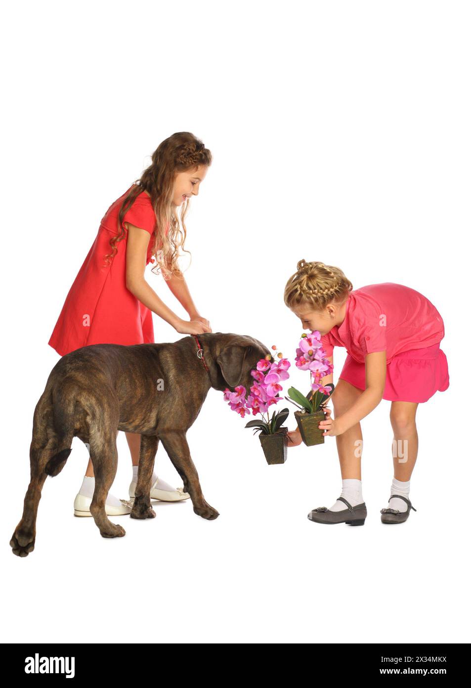 Zwei schöne Mädchen mit einem großen Hund und Orchideen in Töpfen isoliert auf weiß Stockfoto