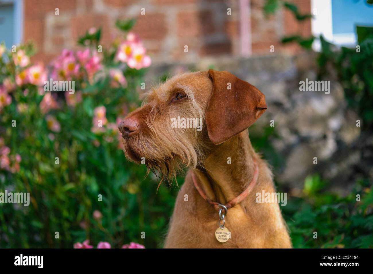 Diese wizsla mit Drahthaar begrüßt Sie in der Schönheit des Gartens und findet Freude zwischen den Blüten. Orangener Hund umgeben von Blumen Stockfoto