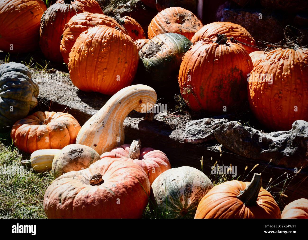 Kürbisform und -Farbe zur Erntezeit Stockfoto