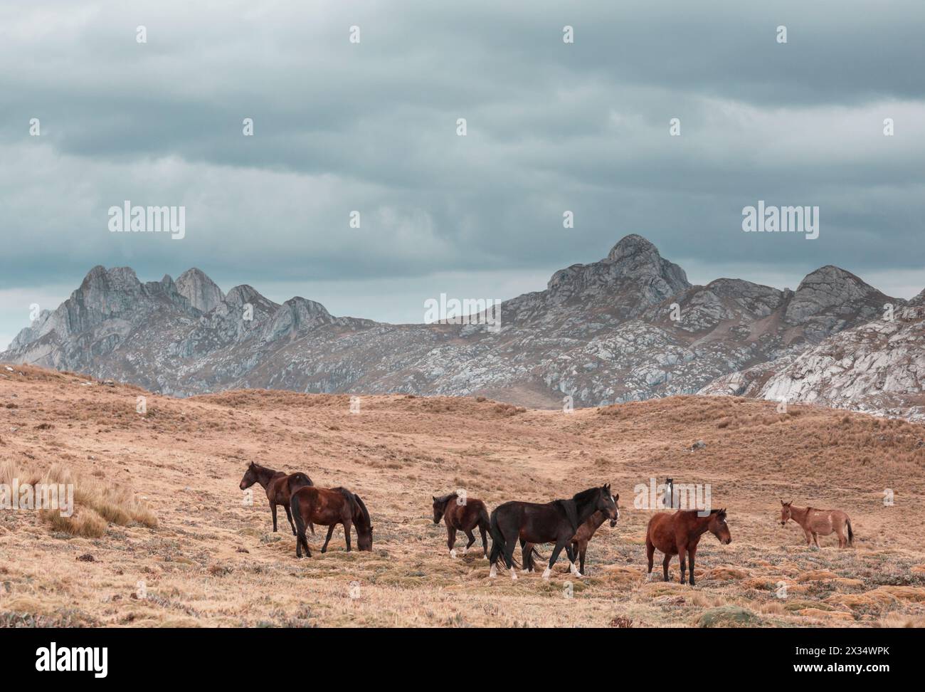 Pferd in den Kordillera-Bergen in Peru Stockfoto