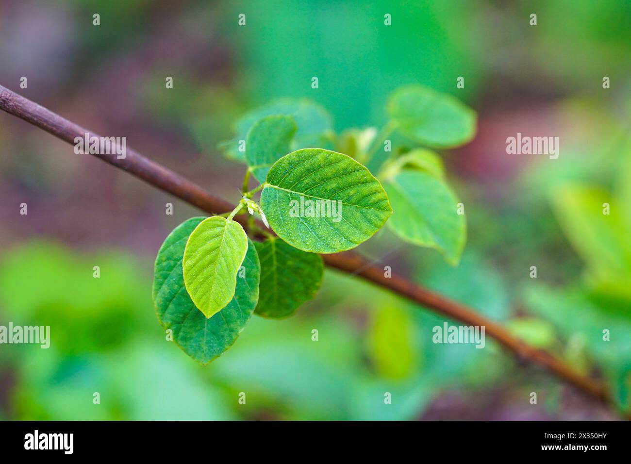 Berchemia racemosa oder paniculöse Ergänzungspflanzen Stockfoto