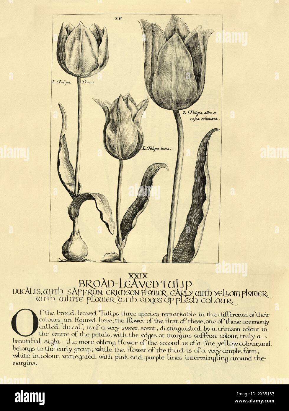 Botanischer Kunstdruck von breitblättriger Tulpe, von Hortus Floridus von Crispin de Passe, Vintage-Illustration, 17. Jahrhundert Stockfoto