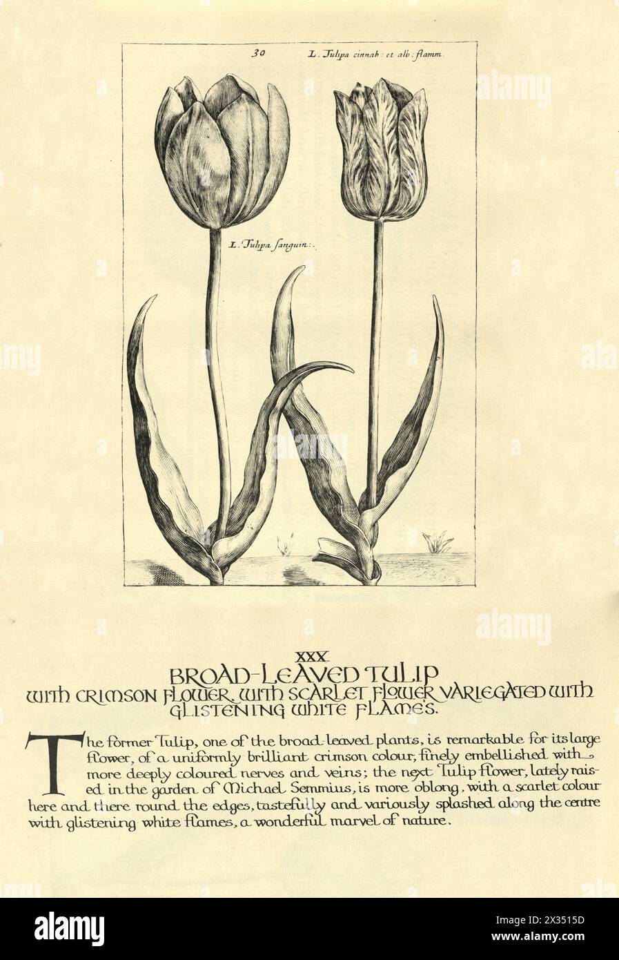 Botanischer Kunstdruck von breitblättriger Tulpe, von Hortus Floridus von Crispin de Passe, Vintage-Illustration, 17. Jahrhundert Stockfoto