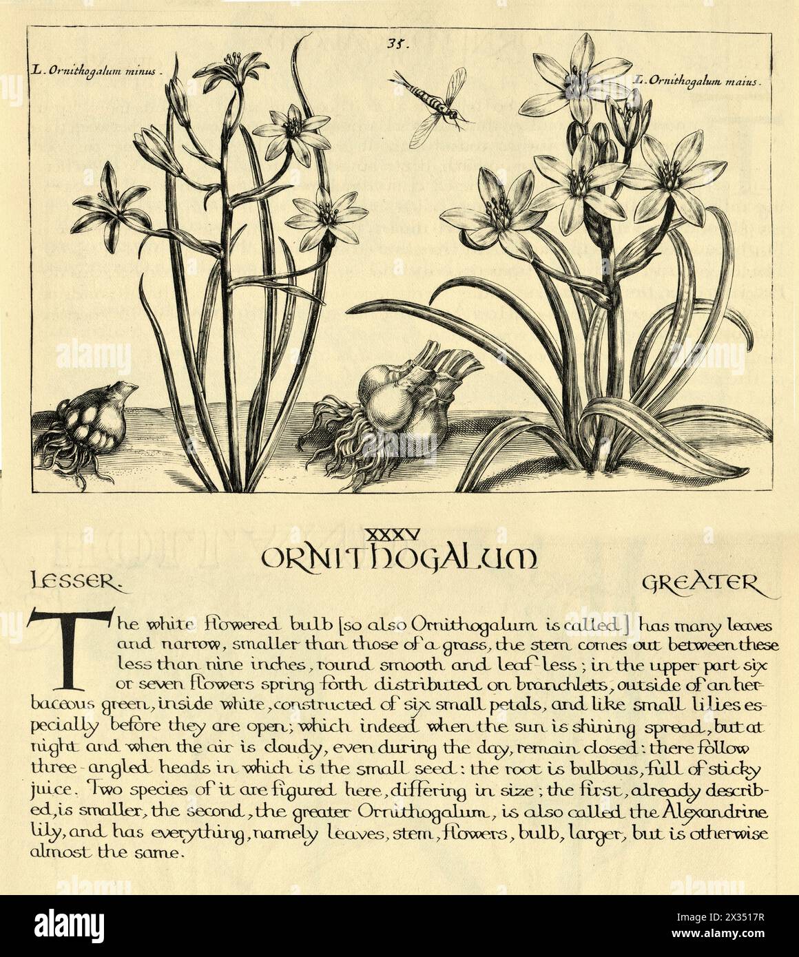 Botanischer Kunstdruck von Ornithogalum, mehrjährige Pflanze, Zwiebeln, Inscets, von Hortus Floridus von Crispin de Passe, Vintage Illustration, 17. Jahrhundert Stockfoto