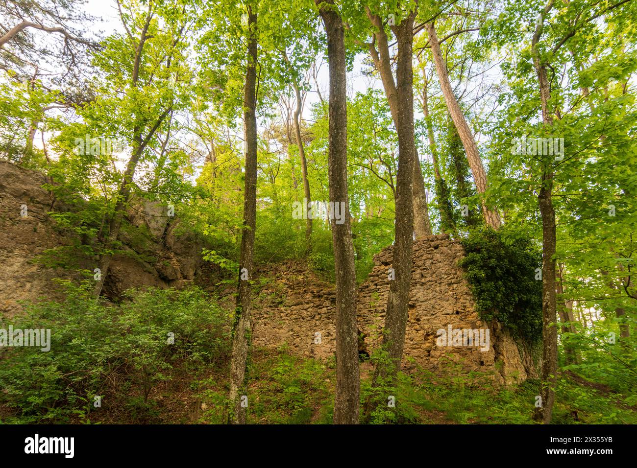 Alland: Burgruine Arnstein in Wienerwald, Wienerwald, Niederösterreich, Österreich Stockfoto