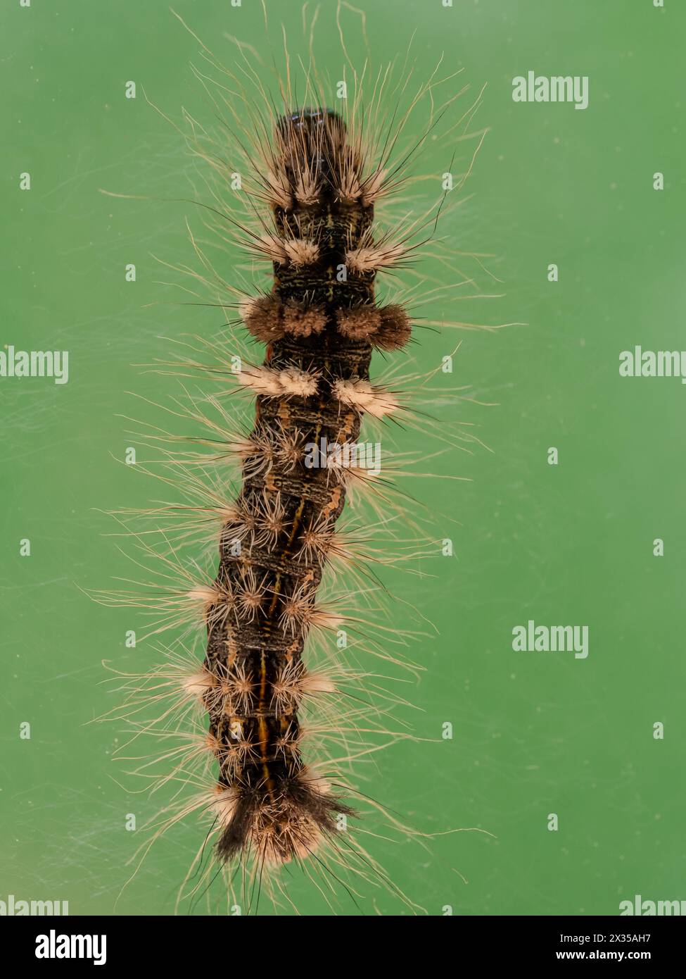 Salt Marsh caterpillar fotografierte im Freien vor einem grünen Hintergrund. Stockfoto
