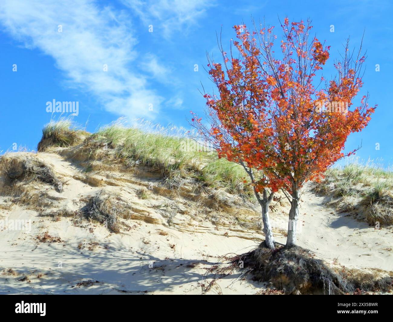 Herbstbaum, Sanddünen und grünes Dünengras Stockfoto