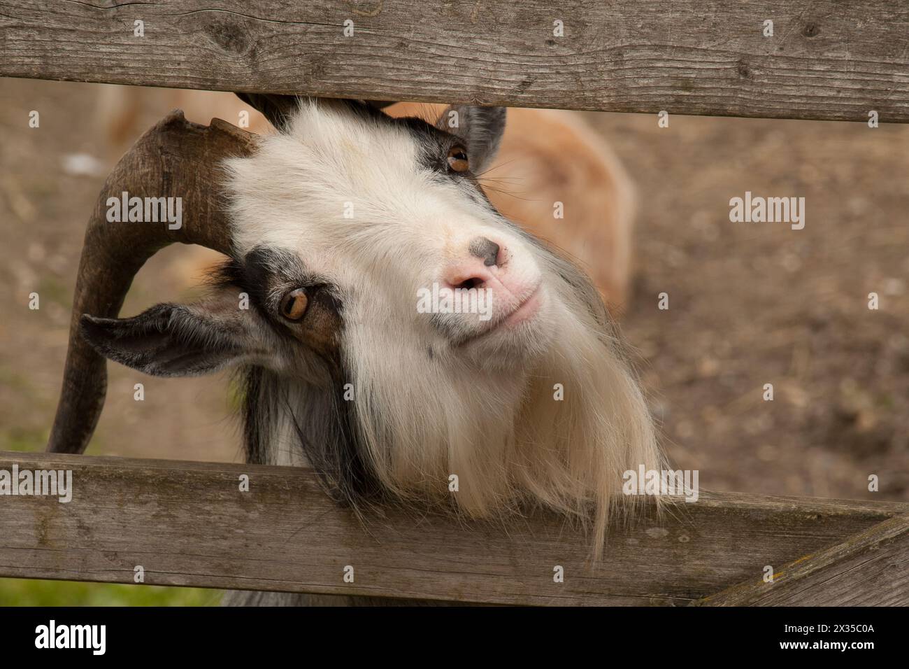 Ziegen Stockfoto