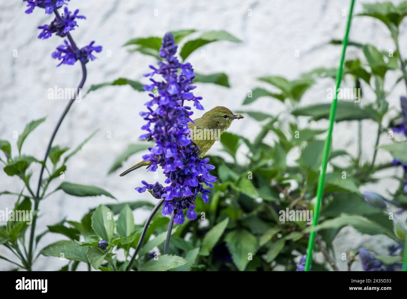 Orangenkrone Leiothlypis celata auf einer violetten salvia mit einem Schnabel voller Käfer für ihre Küken Stockfoto