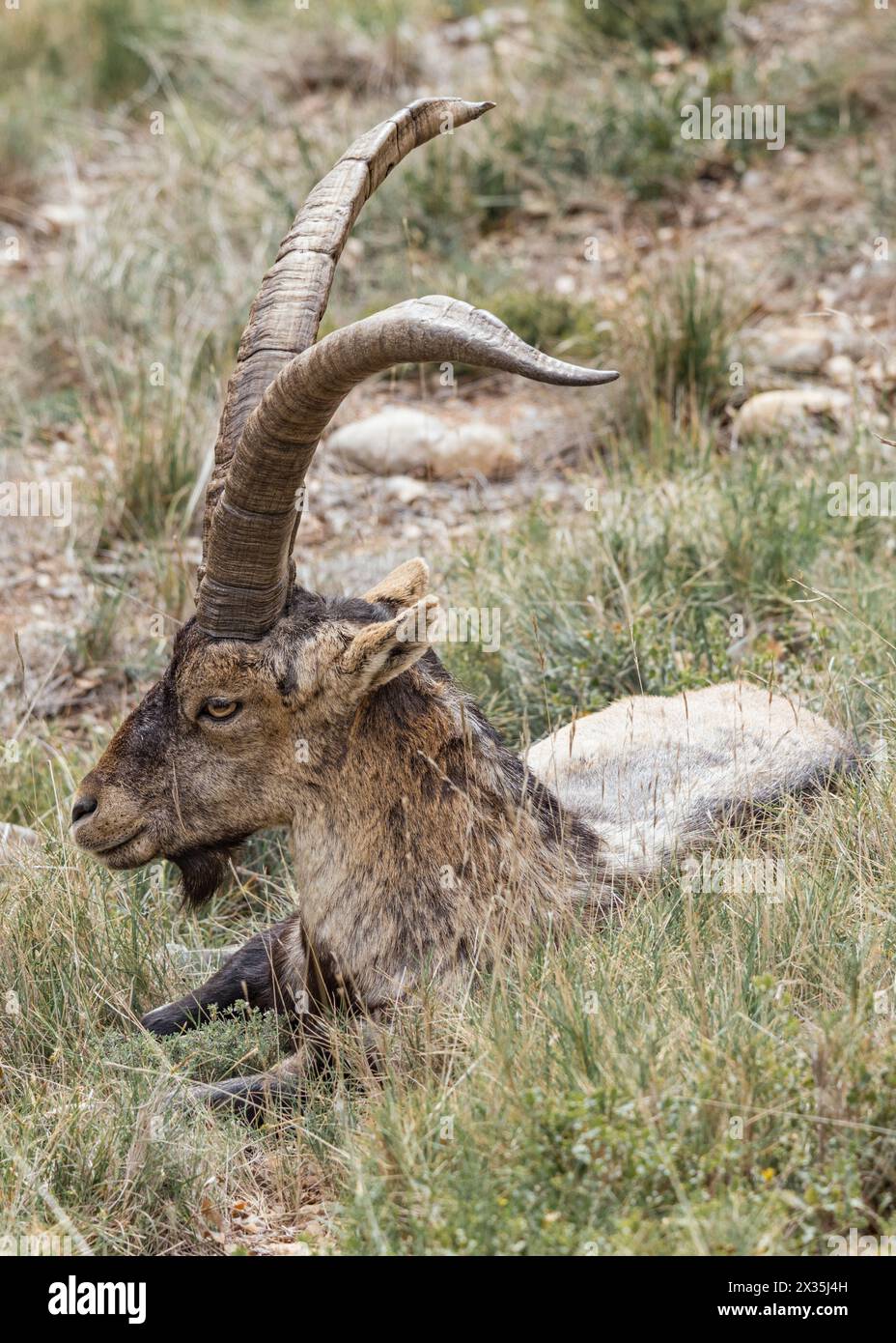 Eine wilde Ziege sitzt im Gras des Montserrat, Katalonien, Spanien. Stockfoto