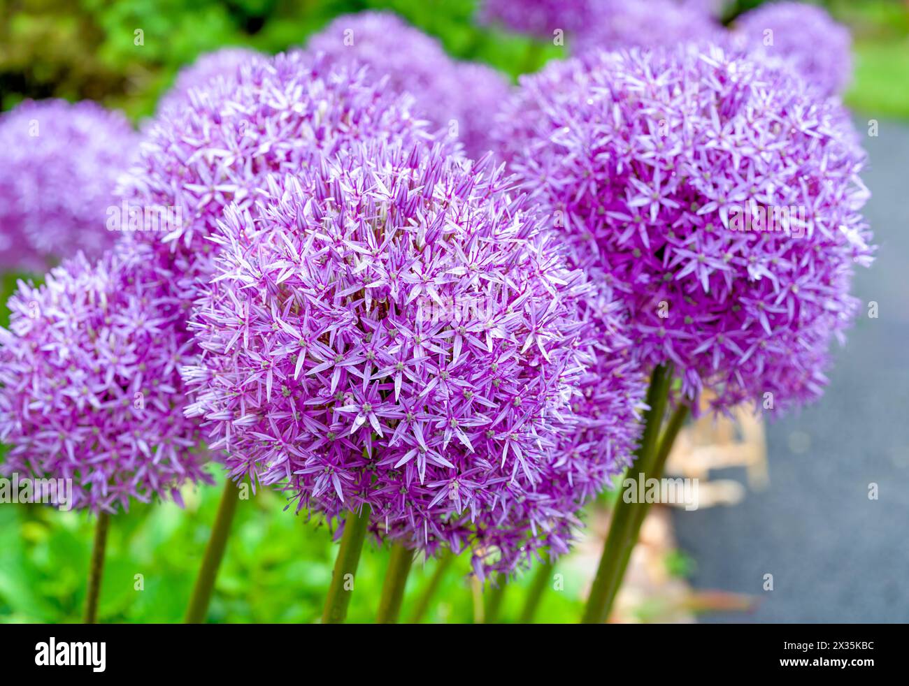 Riesige Globus-Allien blühen im Sommergarten. Stockfoto