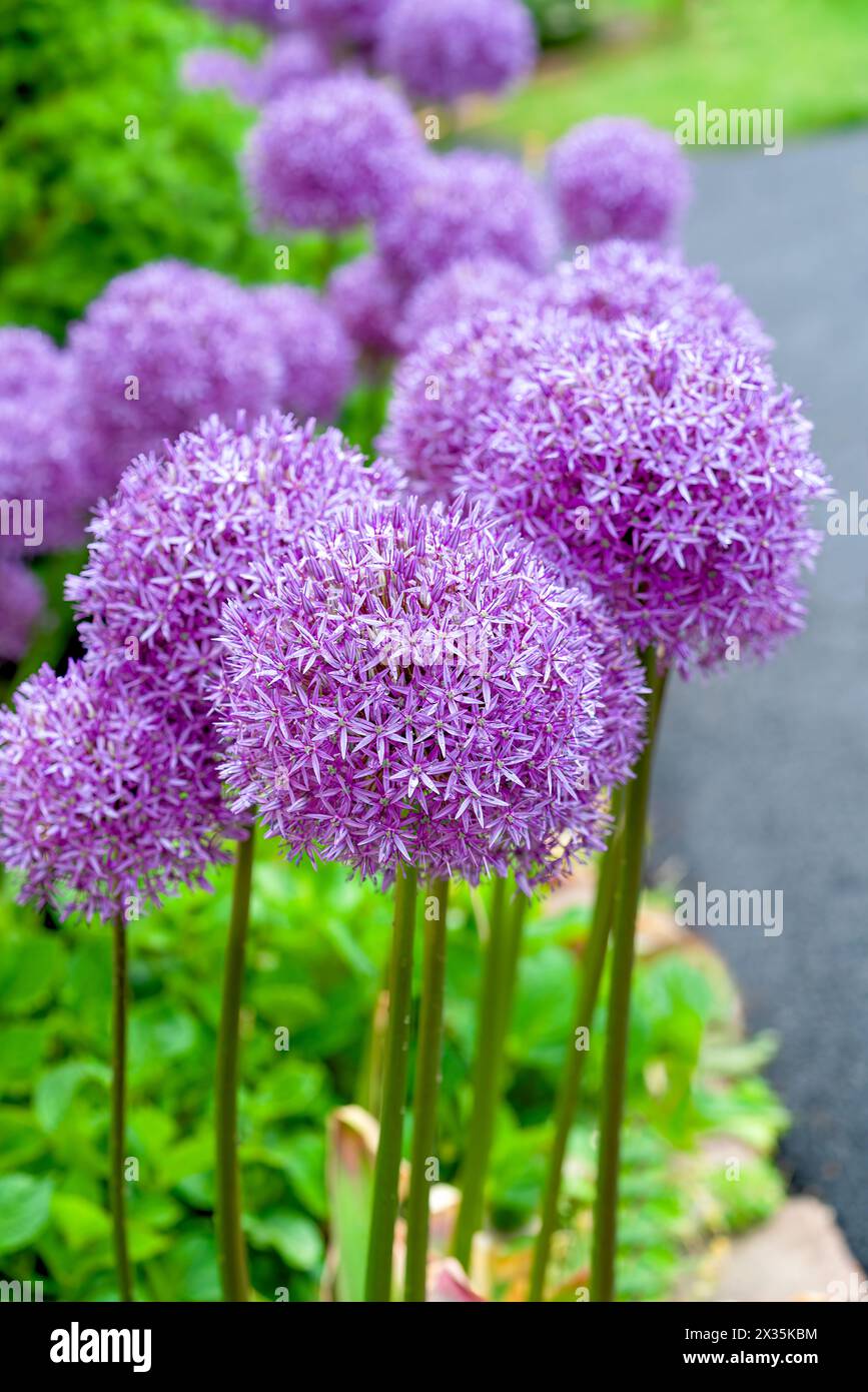 Riesige Globus-Allien blühen im Sommergarten. Stockfoto