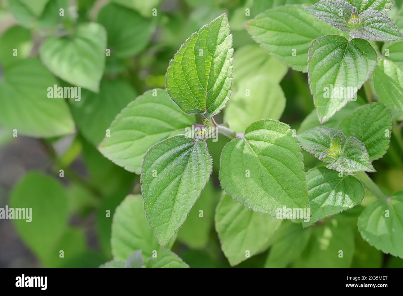 Honigmelonensalbei oder Ananassalbei (Salvia elegans), Blätter, Zierpflanze, Nordrhein-Westfalen, Deutschland Stockfoto