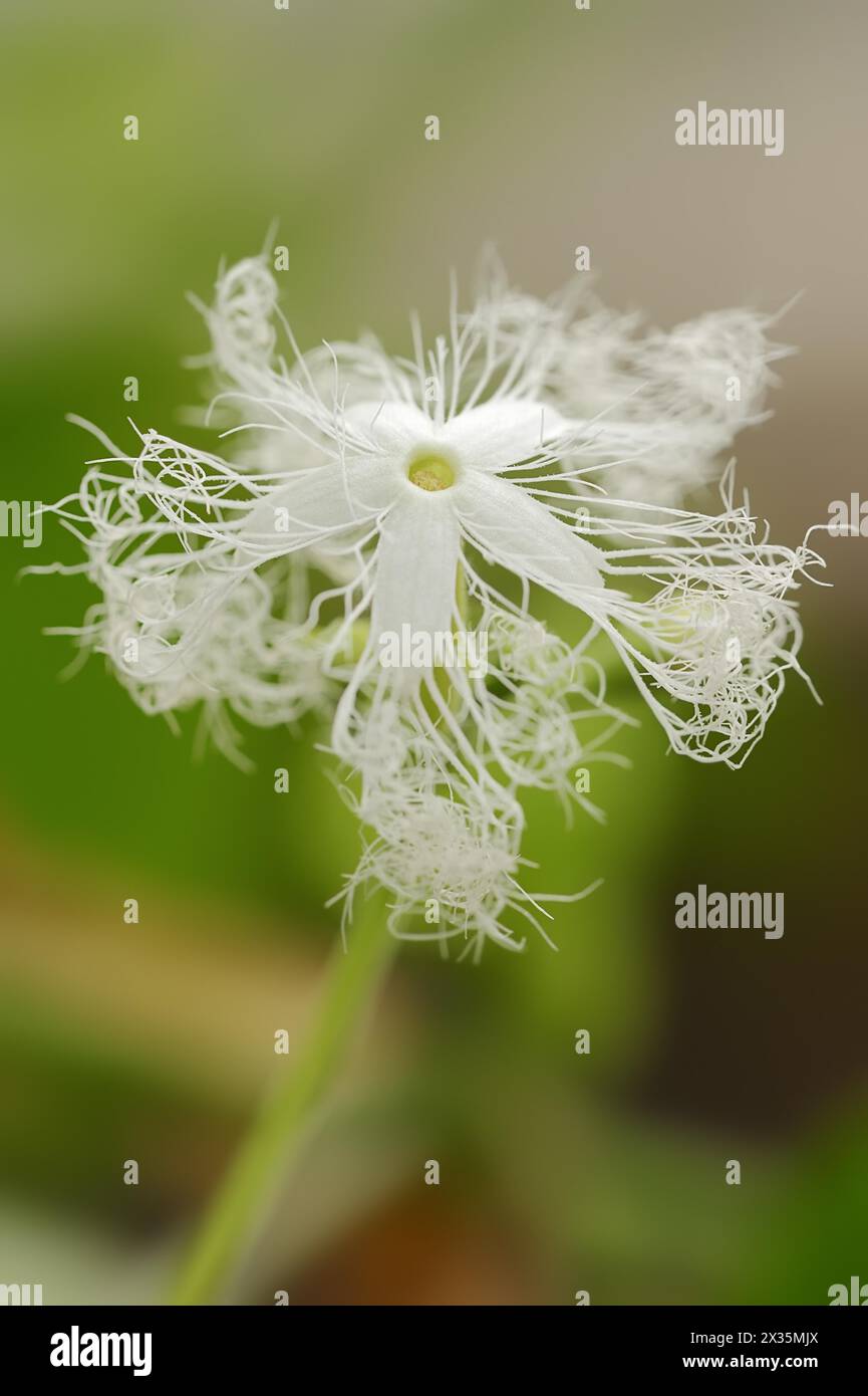 Schlangenkürbis (Trichosanthes cucumerina var. Anguina), Blume, Nutzpflanze, Nordrhein-Westfalen, Deutschland Stockfoto