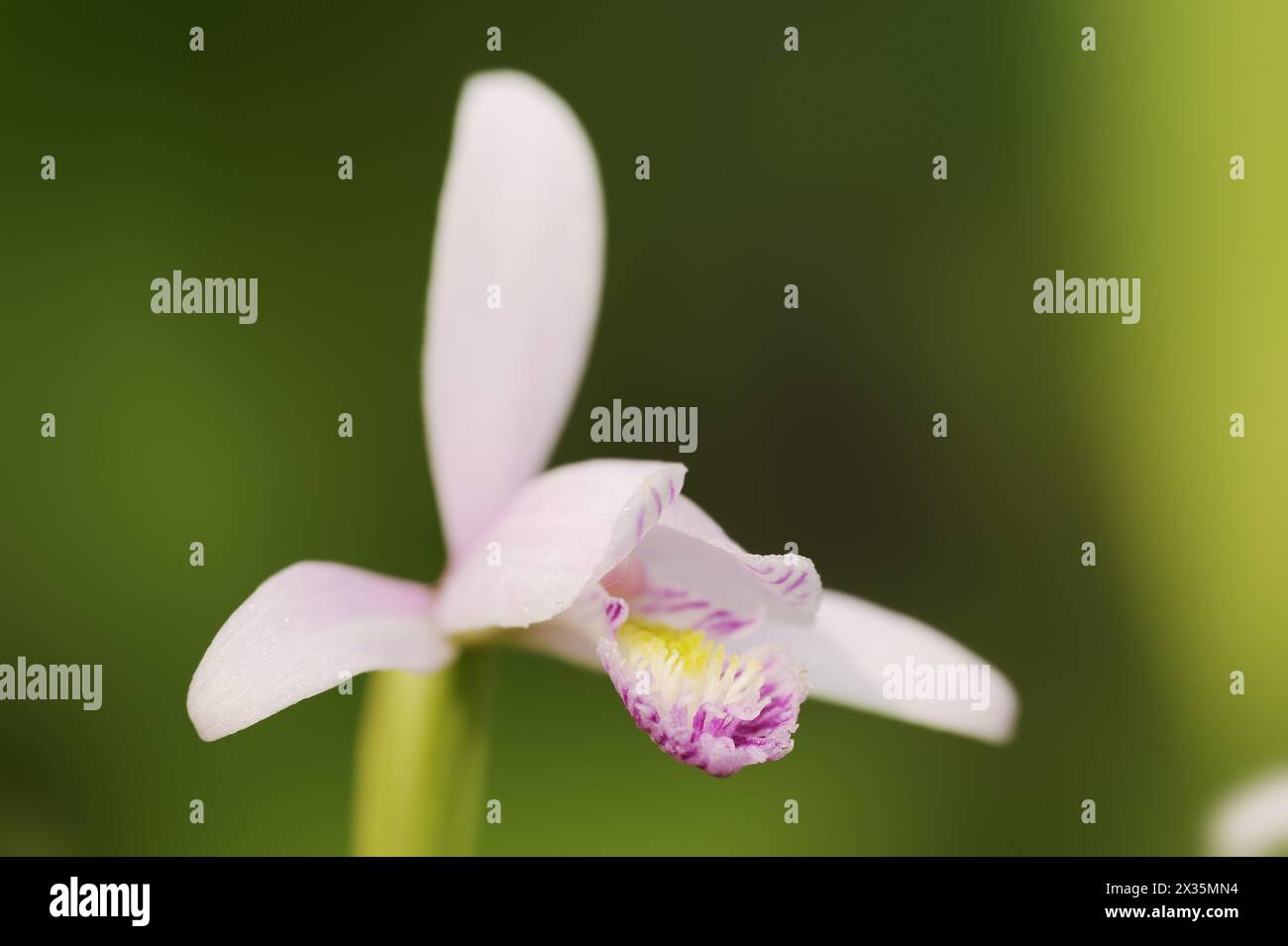 Moor oder Moorchidee (Pogonia ophioglossoides), Blume, heimisch in Nordamerika Stockfoto