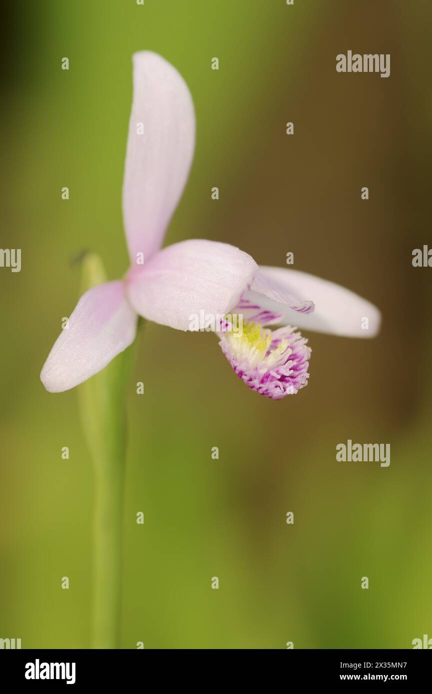 Moor oder Moorchidee (Pogonia ophioglossoides), Blume, heimisch in Nordamerika Stockfoto