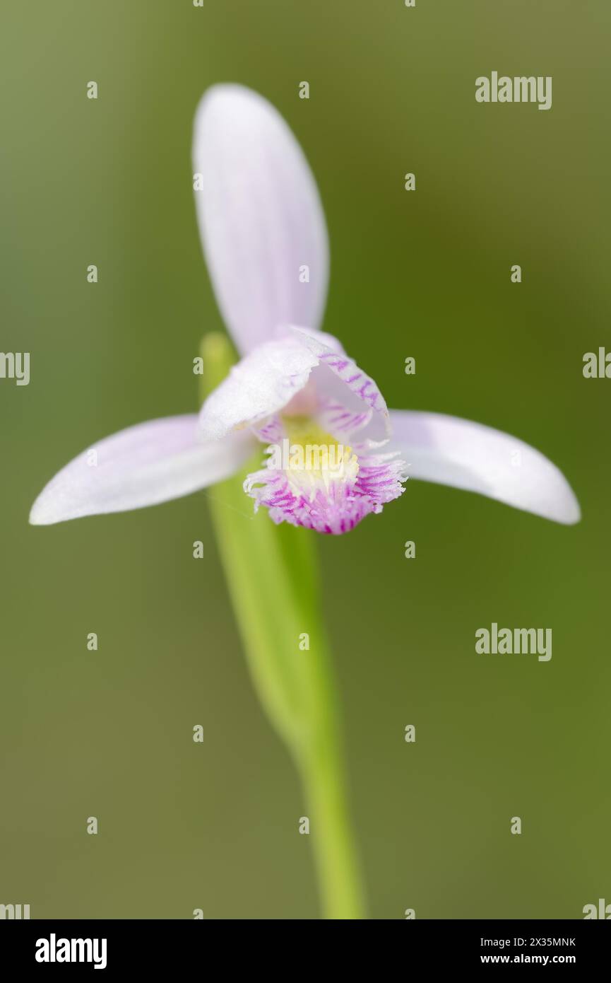 Moor oder Moorchidee (Pogonia ophioglossoides), Blume, heimisch in Nordamerika Stockfoto