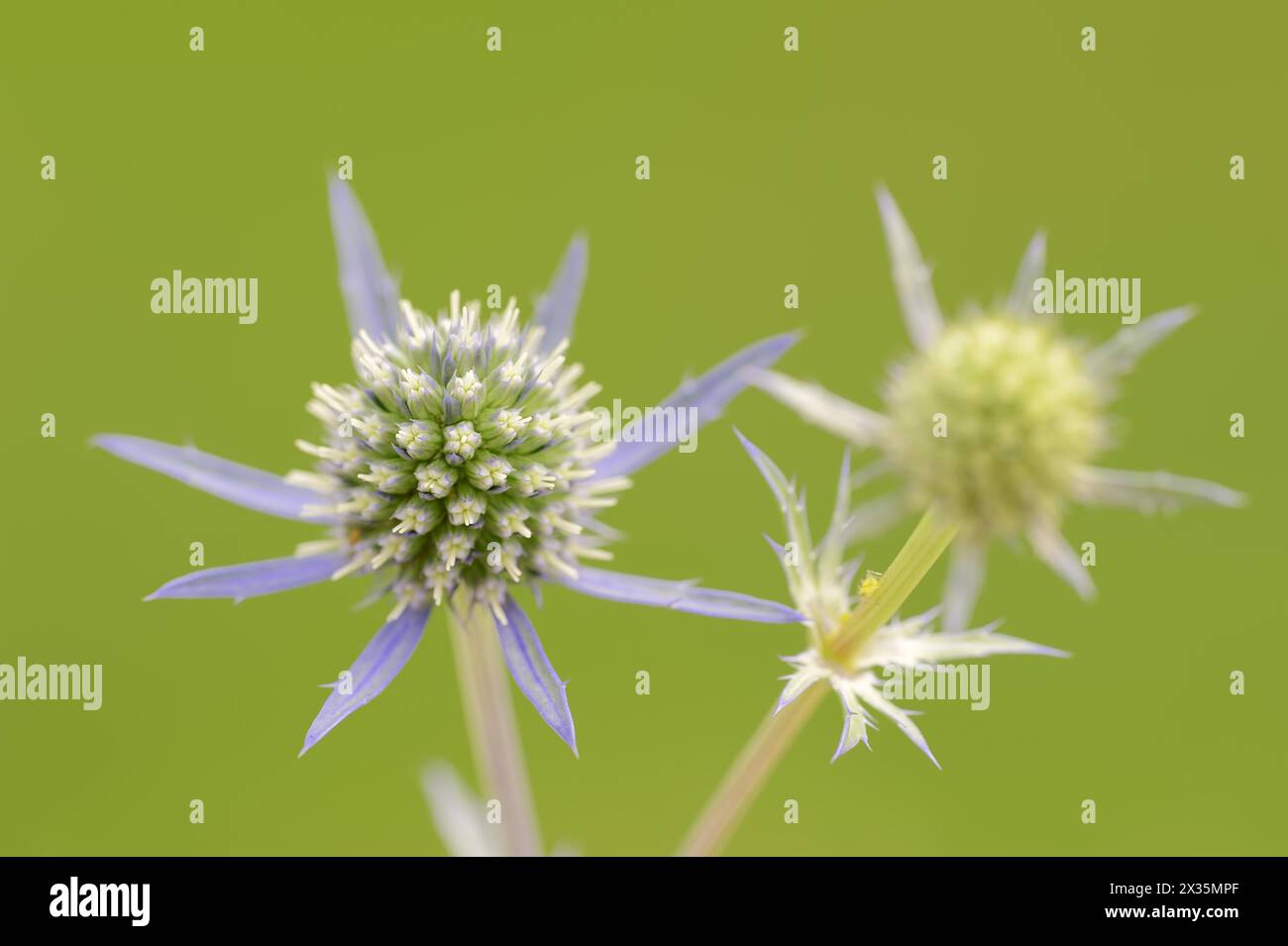 Amethyst-stechpalme (Eryngium amethystinum), Blumen, Zierpflanze, Nordrhein-Westfalen, Deutschland Stockfoto