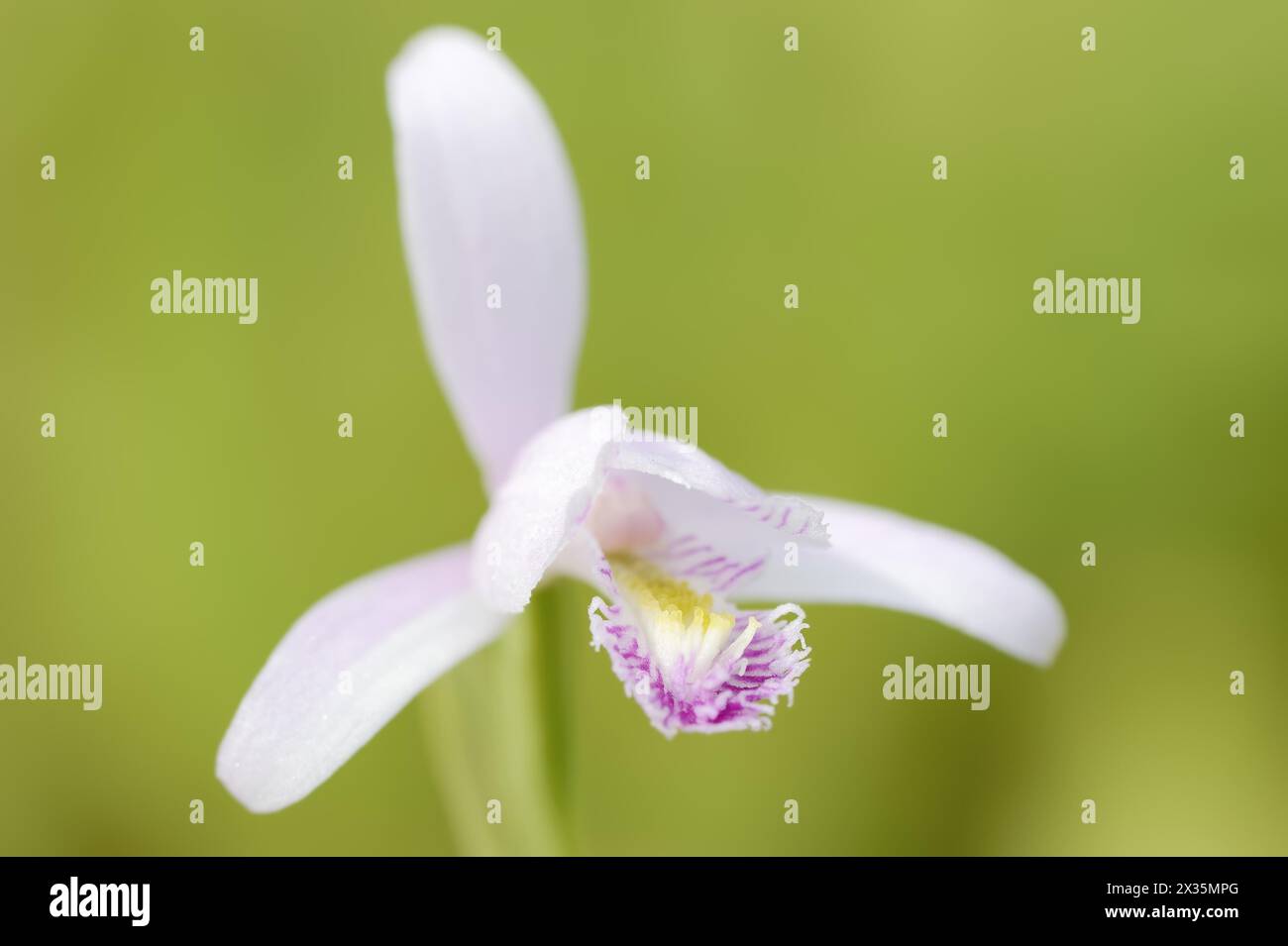 Moor oder Moorchidee (Pogonia ophioglossoides), Blume, heimisch in Nordamerika Stockfoto