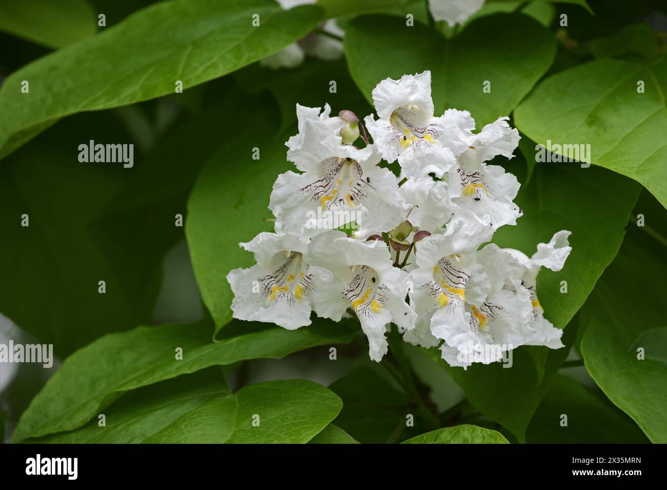 Gewöhnlicher Trompetenbaum (Catalpa bignonioides, Catalpa syringifolia), Blumen, Zierbaum, Nordrhein-Westfalen, Deutschland Stockfoto