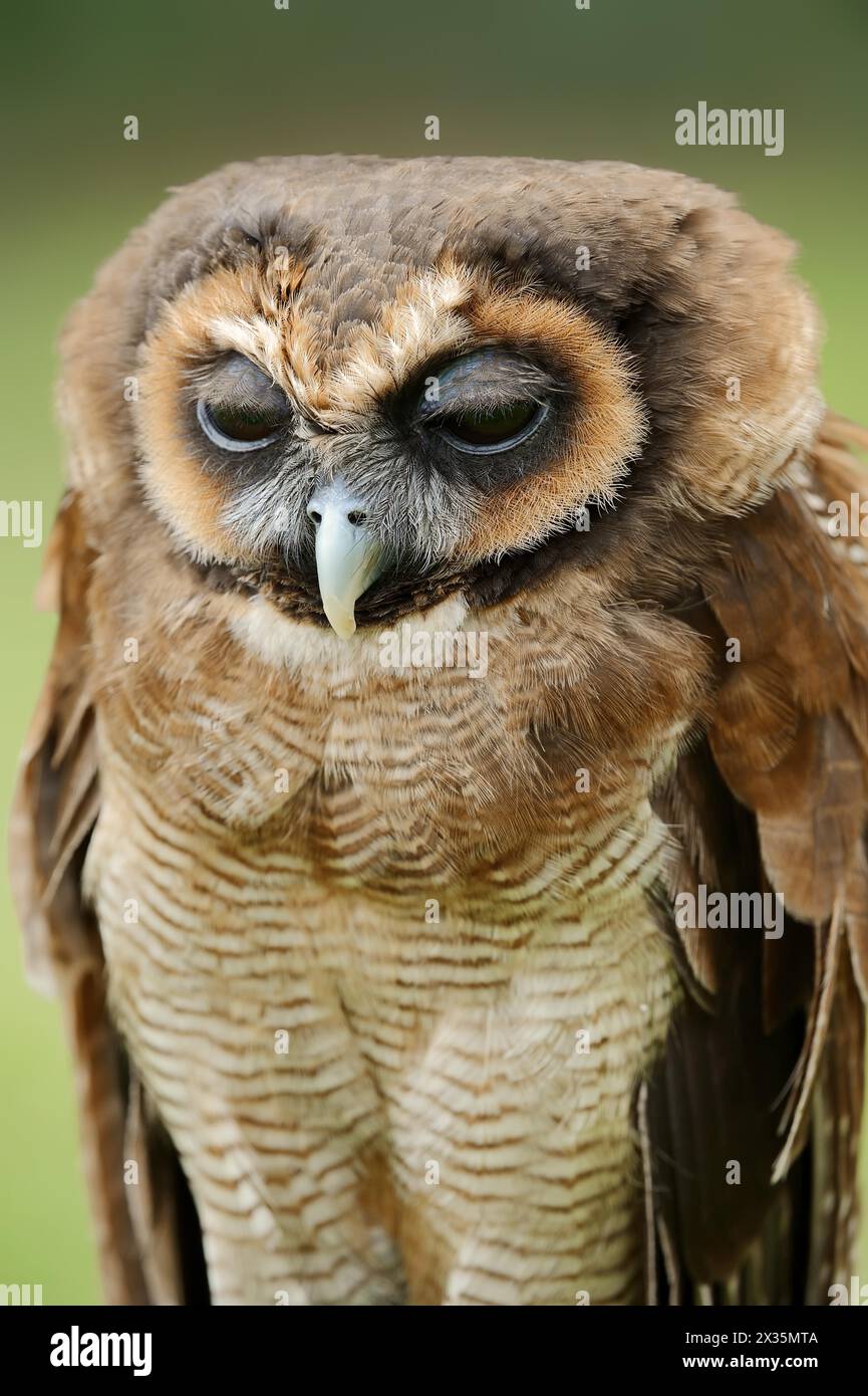 Braunholzeule (Strix leptogrammica), Porträt, Gefangenschaft, Vorkommen in Asien Stockfoto