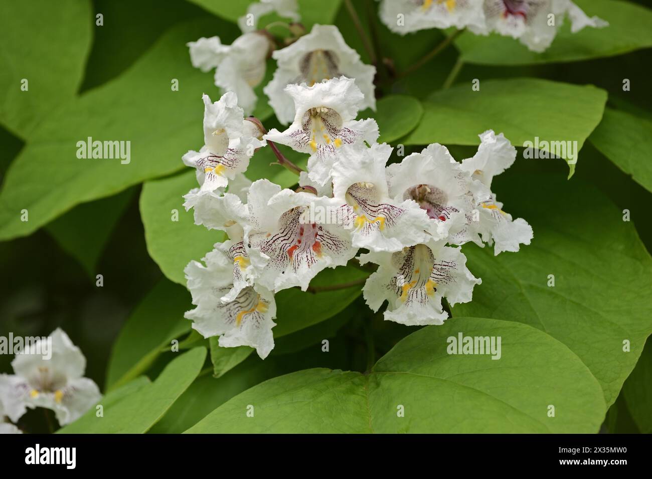 Gewöhnlicher Trompetenbaum (Catalpa bignonioides, Catalpa syringifolia), Blumen, Zierbaum, Nordrhein-Westfalen, Deutschland Stockfoto