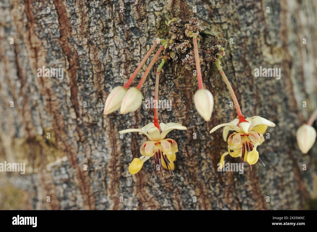 Kakaobaum (Theobroma cacao), Blüten auf dem Baum Stockfoto