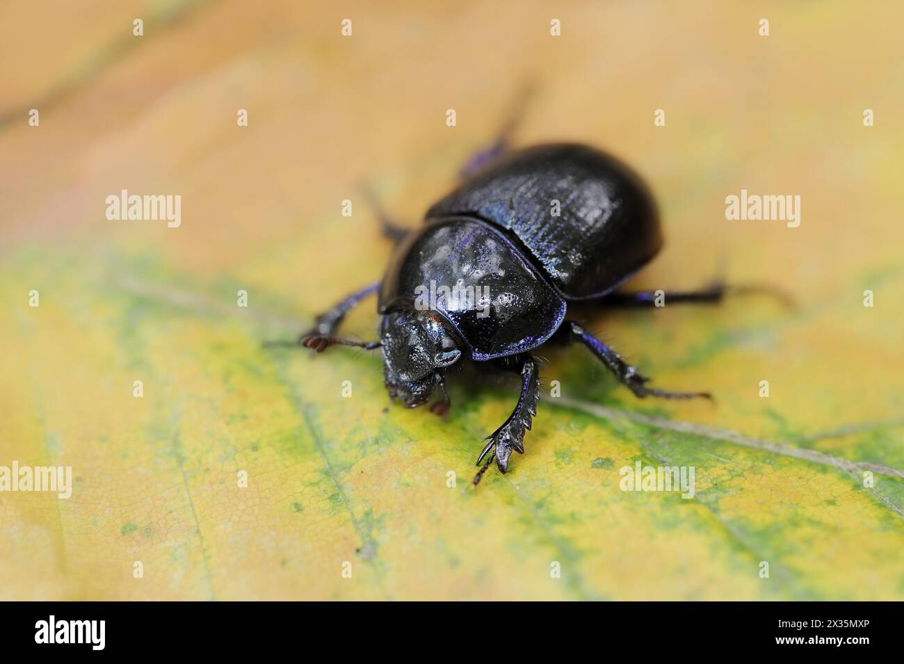 Gemeiner Dungkäfer oder Pferdekäfer (Geotrupes stercorarius), Nordrhein-Westfalen, Deutschland Stockfoto