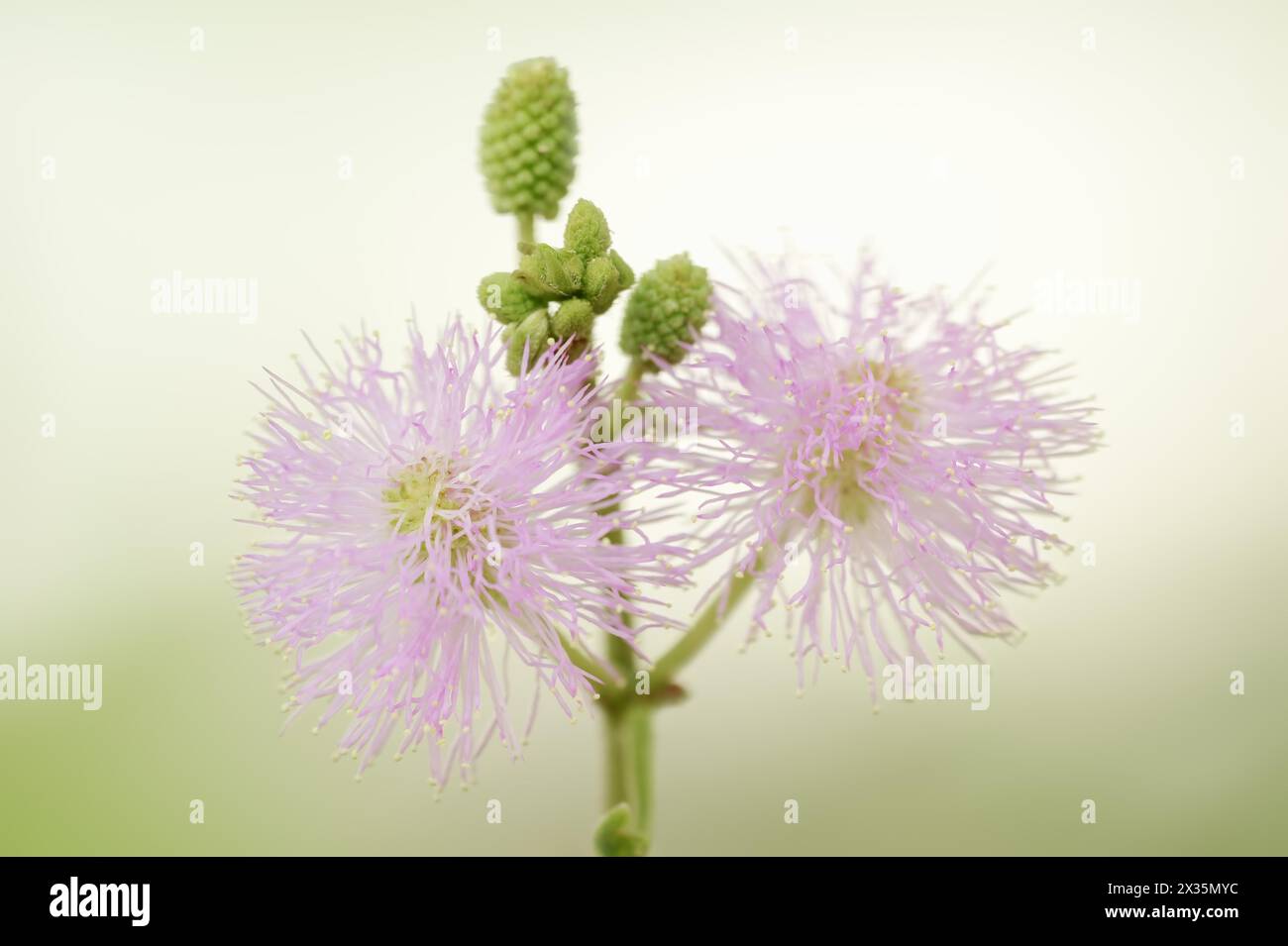 Mimosa oder schamhafte Sense Pflanze (Mimosa pudica), Blumen, die in Südamerika beheimatet sind Stockfoto