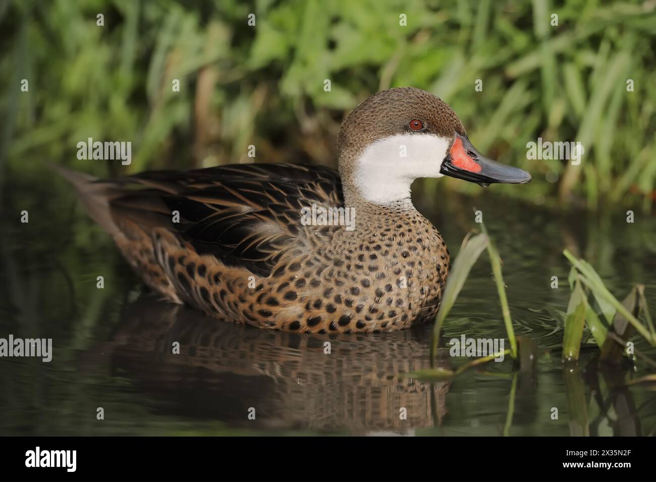 Bahama-Ente (Anas bahamensis, Paecilonetta bahamensis), in Gefangenschaft, Vorkommen in Südamerika Stockfoto