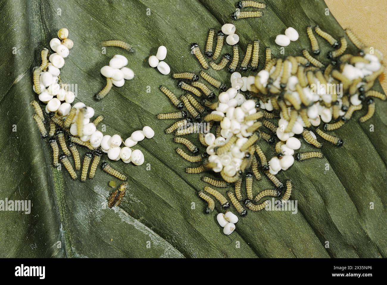 Ailanthus-Seidenmut (Samia cynthia), Eier und frisch geschlüpfte Raupen, die in Asien vorkommen Stockfoto