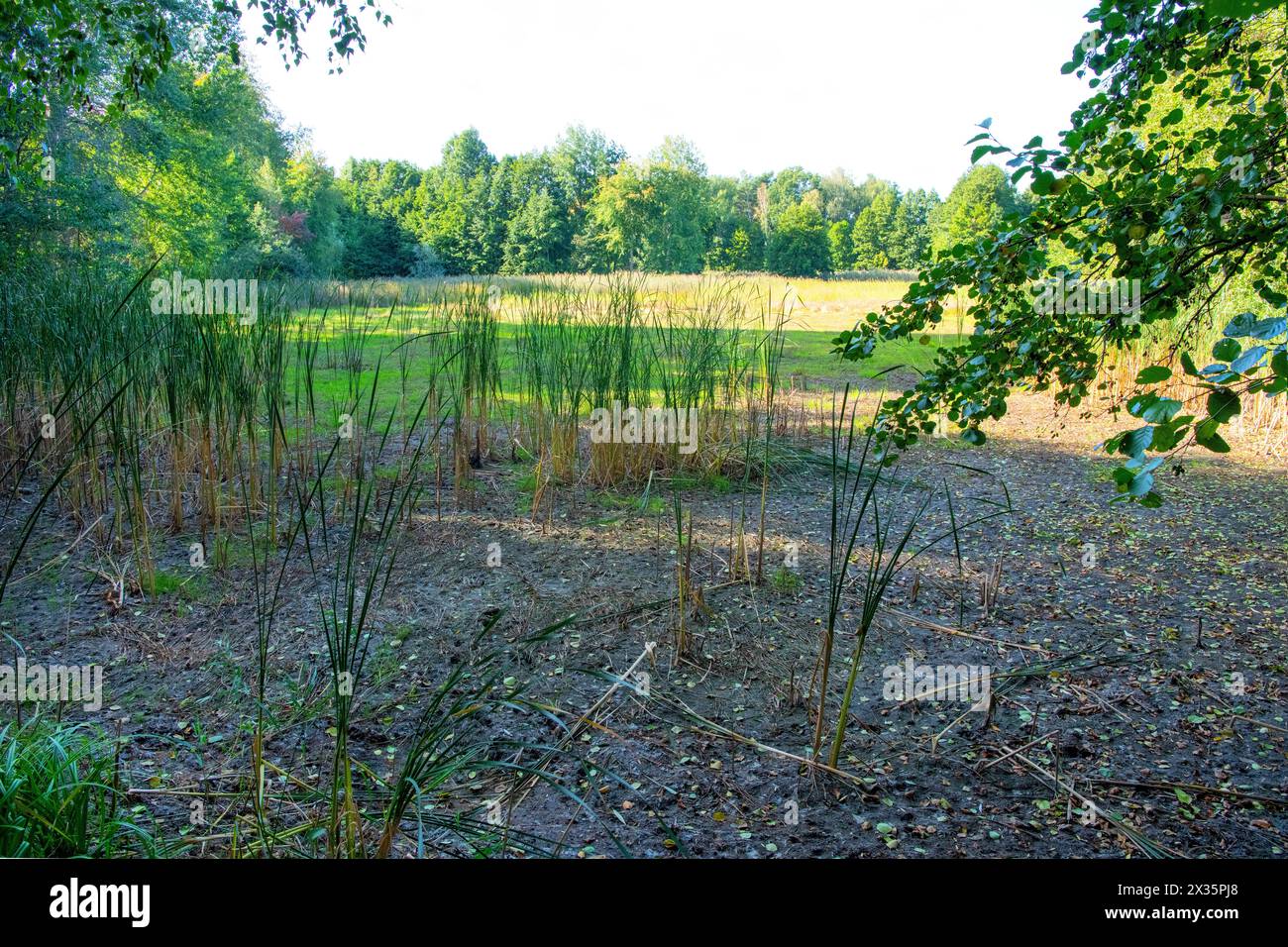 Ausgetrocknete Laichgewässer für Amphibien, Dürre verursacht Umweltschäden, Sachsen, Deutschland Stockfoto