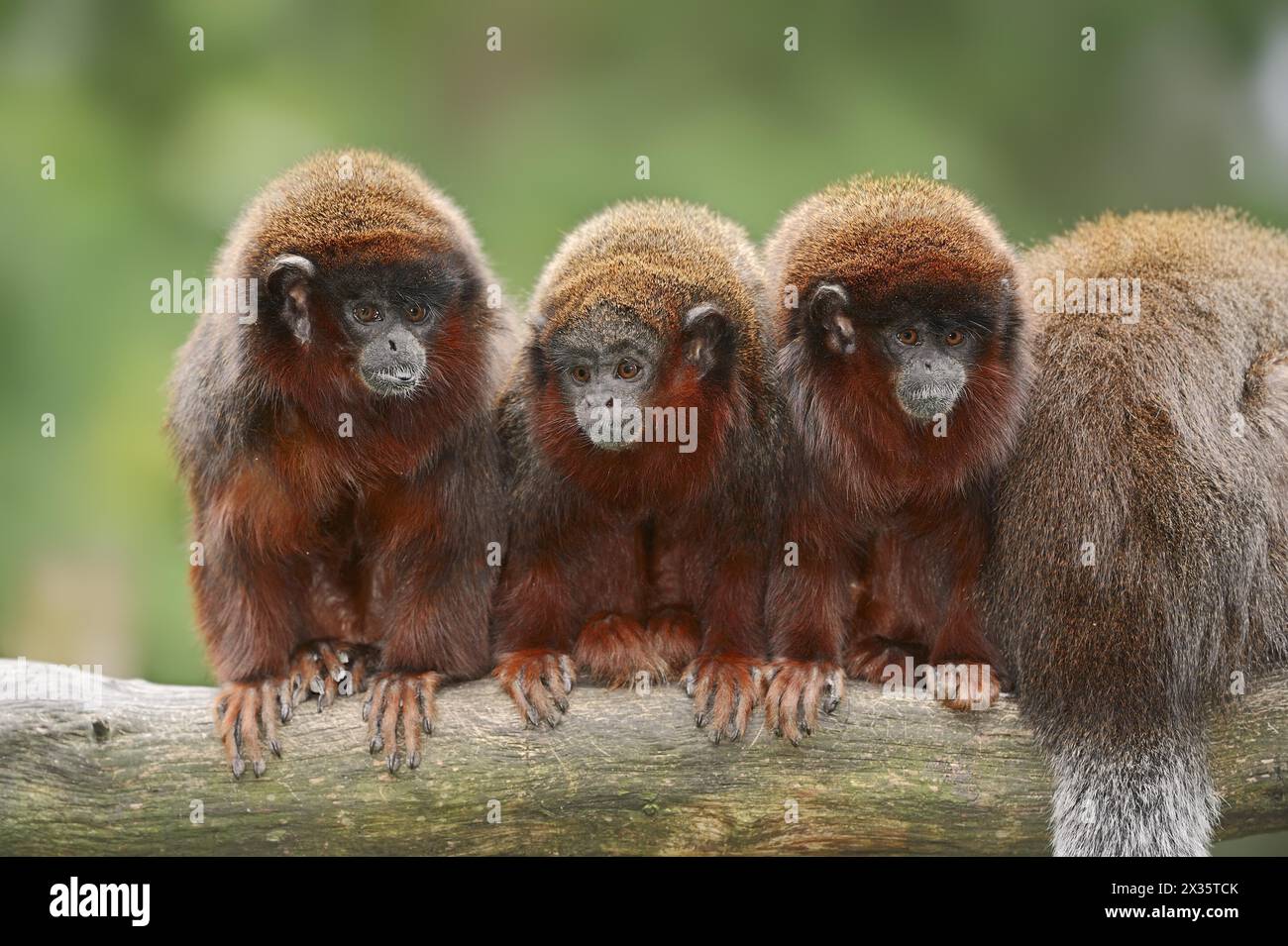 Rotspringaffe oder Rottiti (Plecturocebus cupreus, Callicebus cupreus), in Gefangenschaft, in Brasilien und Peru vorkommt Stockfoto