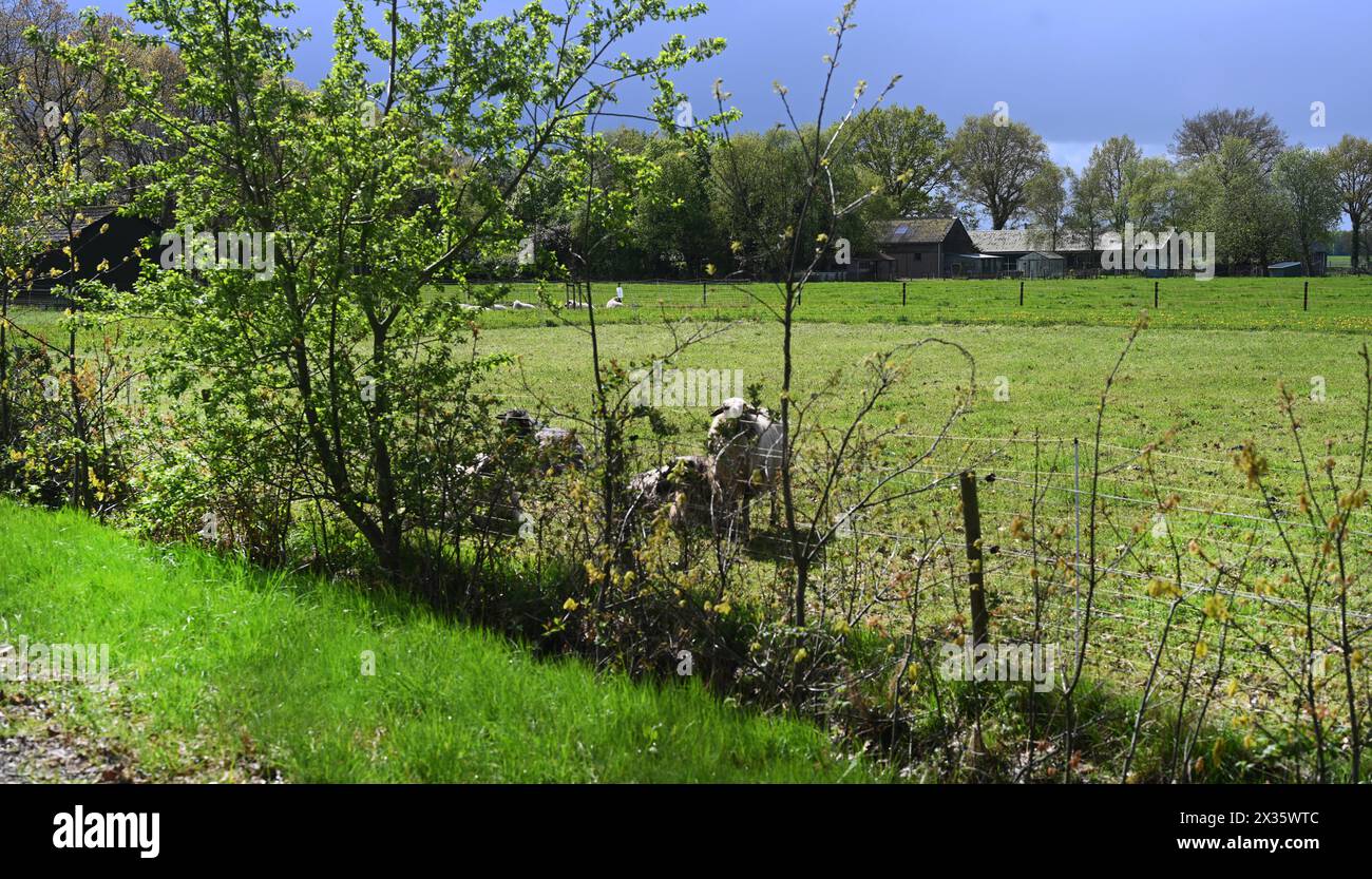 NL, Eesergroen: Der Frühling prägt die Landschaft, die Städte und die Menschen in der Provinz Drenthe in den Niederlanden. Das Dorf Eesergroen in Stockfoto