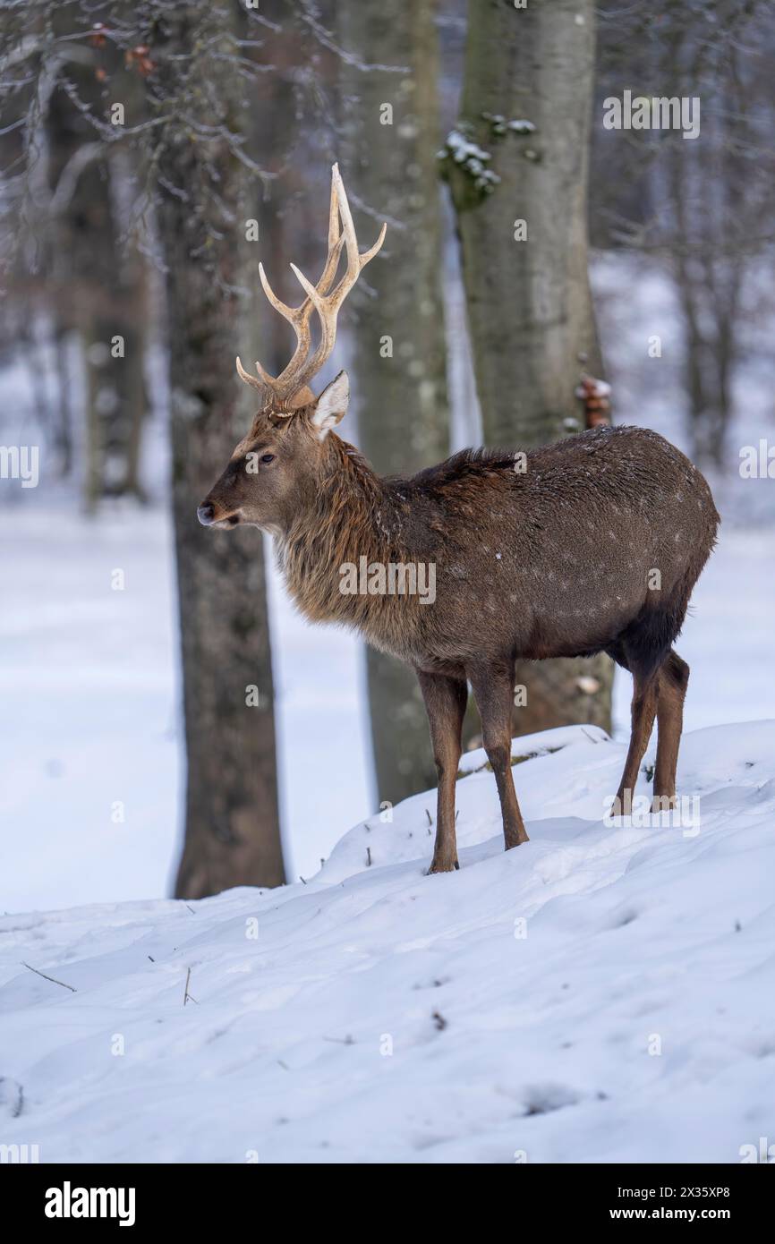 Sika-Hirsch (Cervus nippon), im Schnee, Vulkaneifel, Rheinland-Pfalz, Deutschland Stockfoto