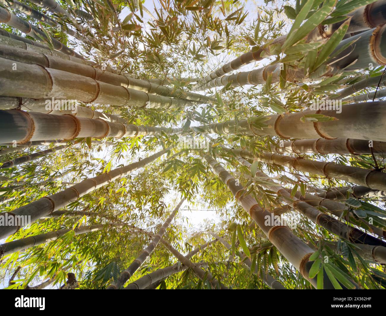 Bambusbaumflora Hintergrund am sonnigen Himmel Stockfoto