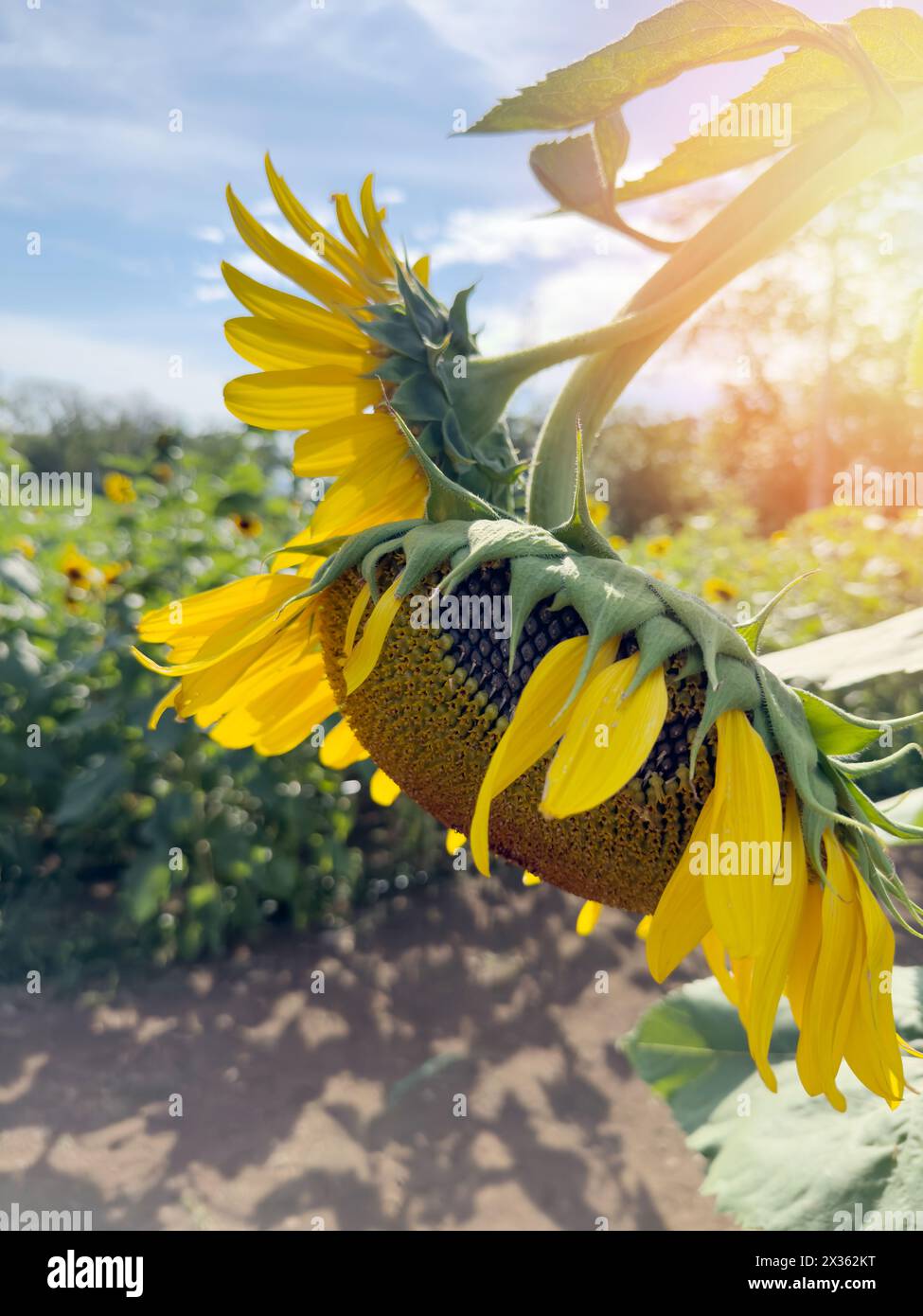 Sonnenblumenkopf auf dem Ackerfeld bei hellem, sonnigem Licht Stockfoto
