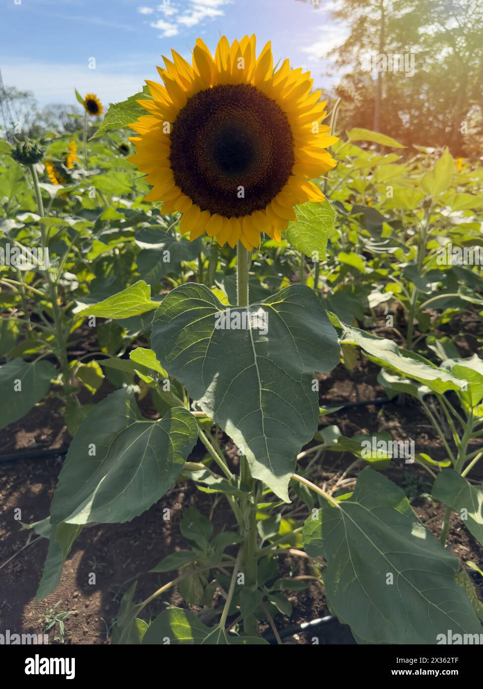Sonnenblumenpflanze Blume auf grünem Bauernfeld aus nächster Nähe Stockfoto