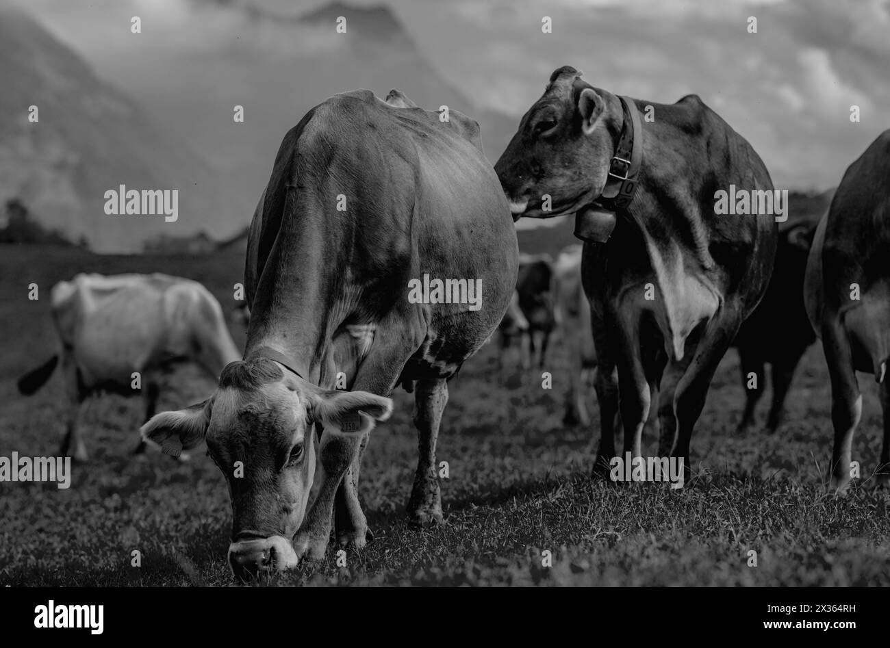 Jersey Cow weidet auf alpinen Wiesen. Kühe bei Sonnenuntergang. Kuh auf einer grünen Graswiese. Kühe schauen auf das grüne Feld. Bauernhof auf dem Land mit Kühen auf der Wiese Stockfoto