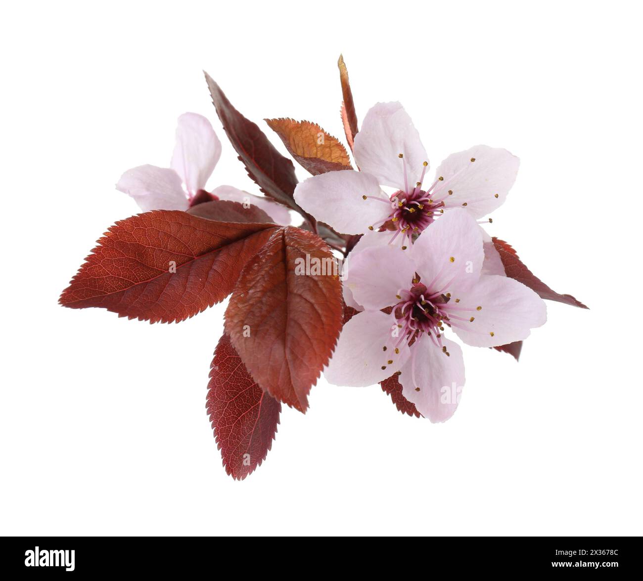 Schöne Frühlingsbaumblüten isoliert auf weiß Stockfoto